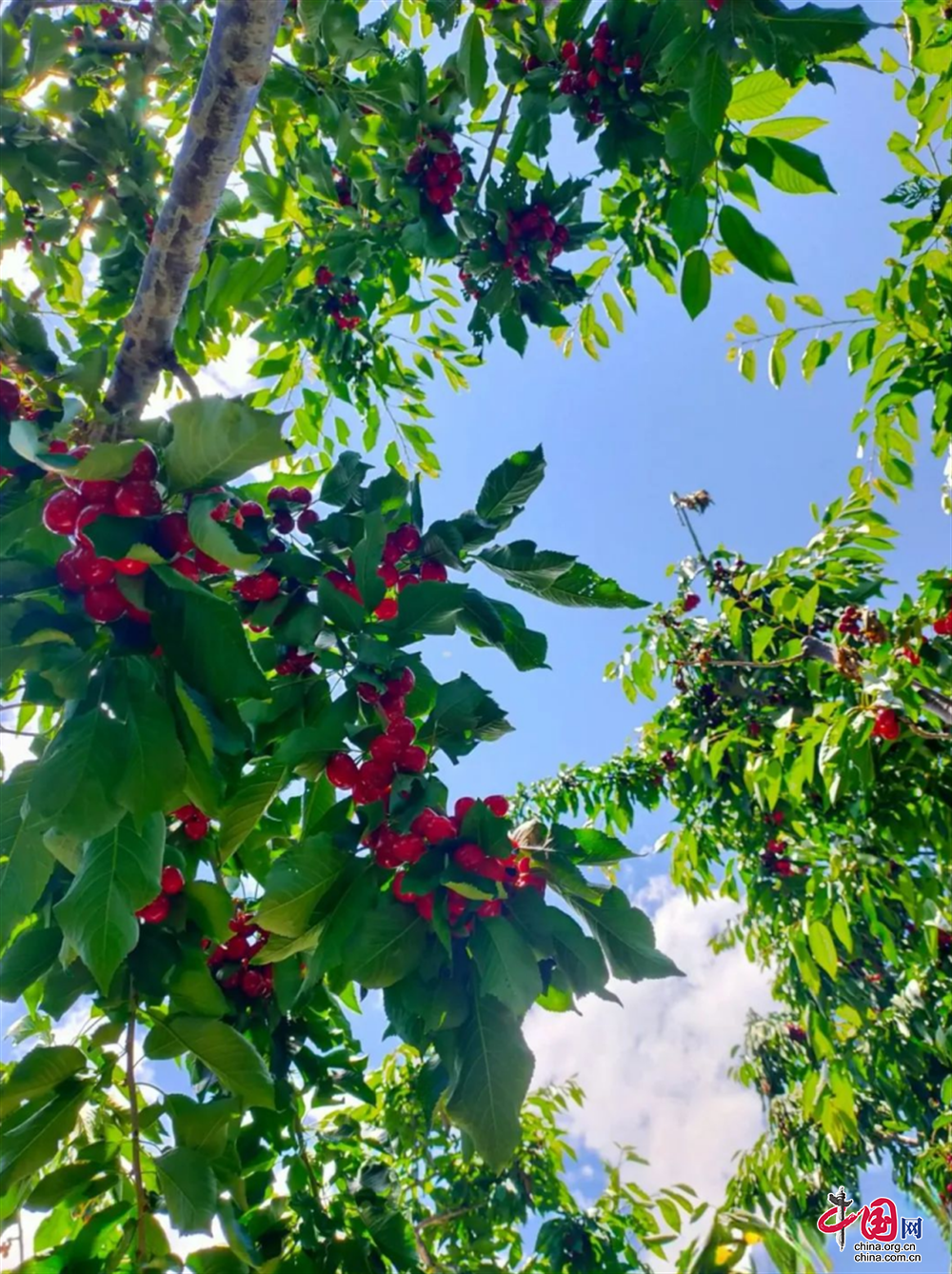 车厘子上市，自信与成就感的季节来临，品尝季节的美味盛宴