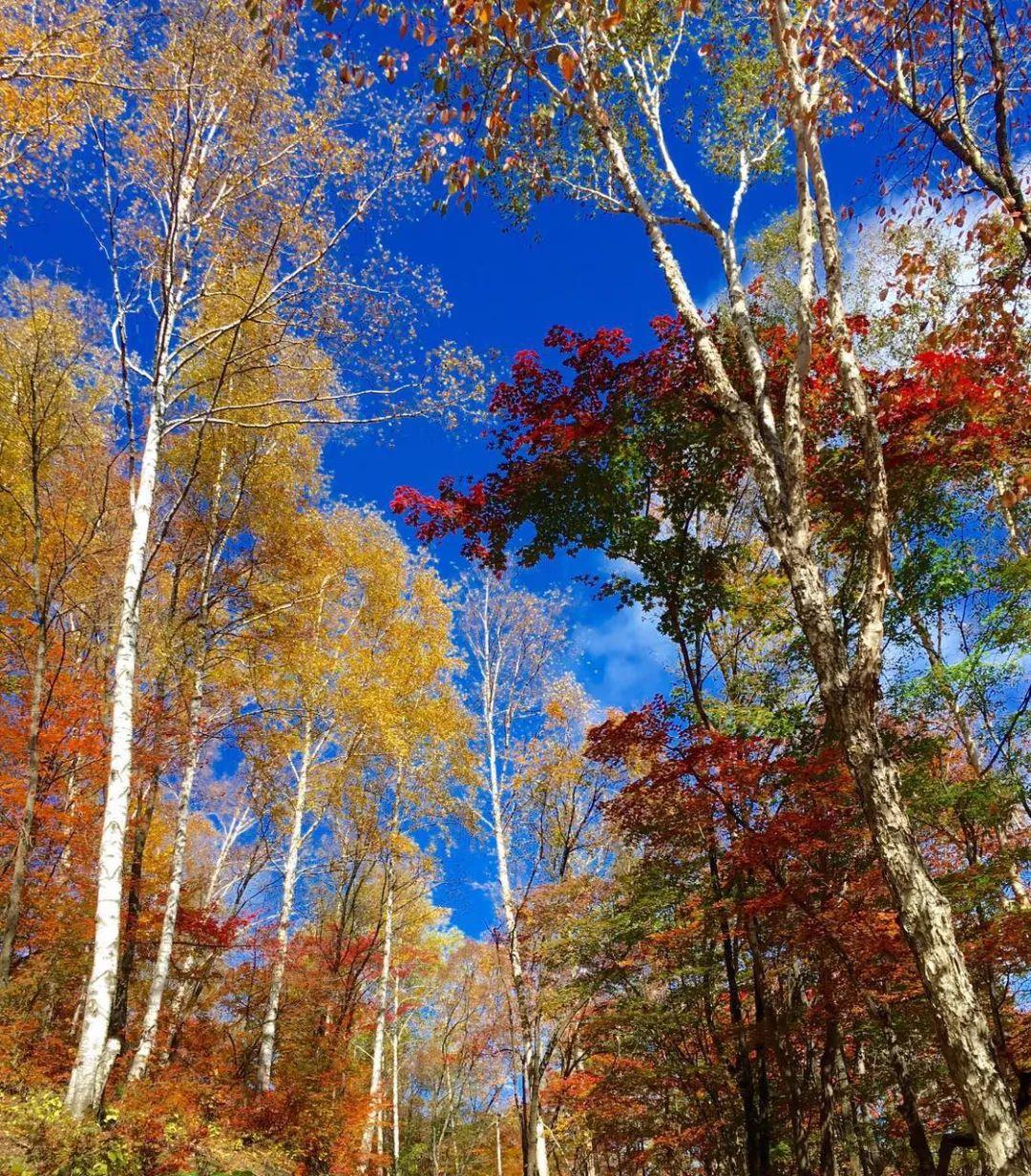 最新章节，秋天的童话，浪漫故事继续🍂💖