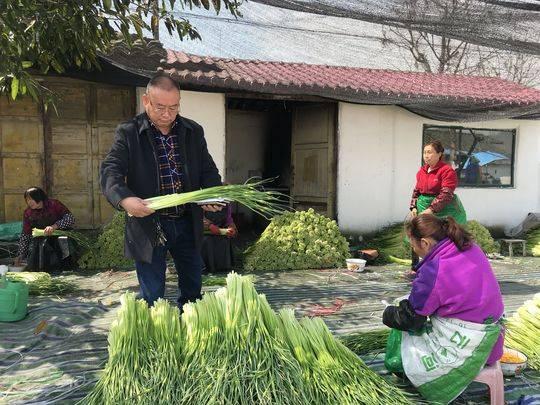 蒜片价格行情，时代变迁与市场的波动影响最新报价