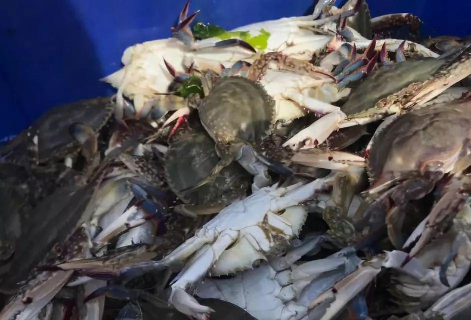 猪肉价格动态监控，步骤指南与价格走势分析
