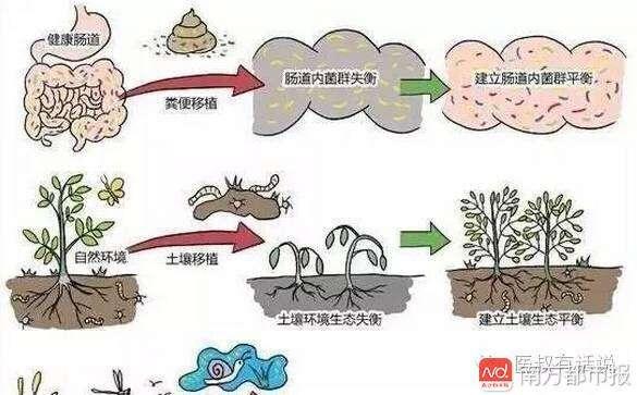 生命重塑希望之光（或粪菌移植最新进展）