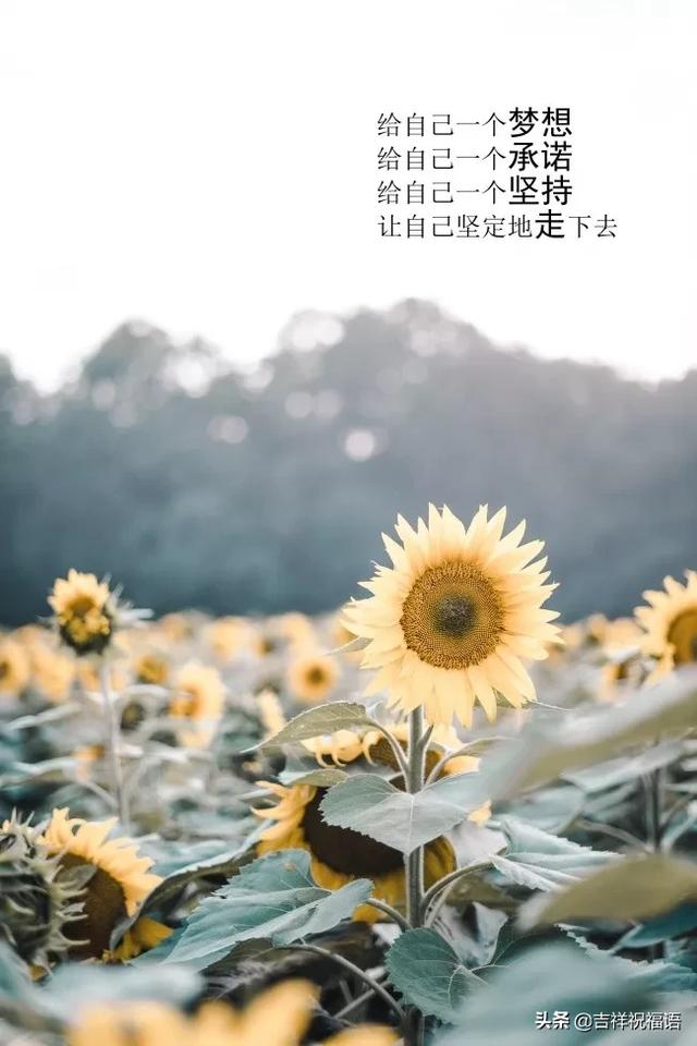 每日七言2017最新，蜕变的力量，学习铸就自信之源
