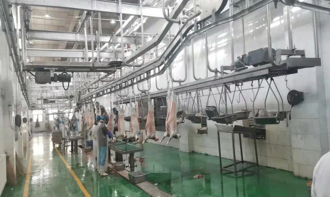 科技赋能下的全国羊肉价格走势洞悉与市场脉动分析