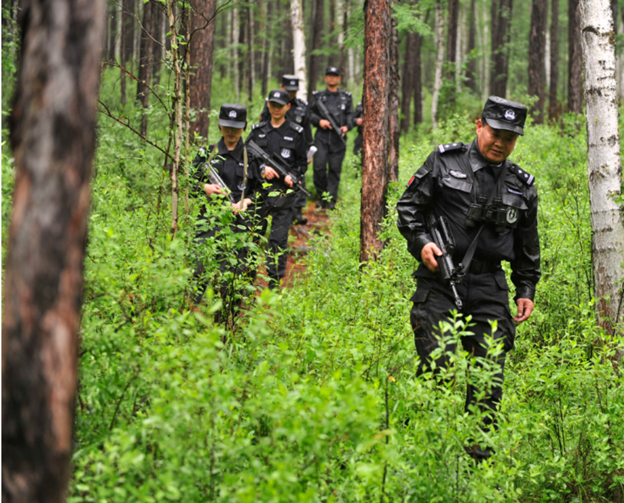 森林警察改革最新动态，绿色守护者的新篇章开启