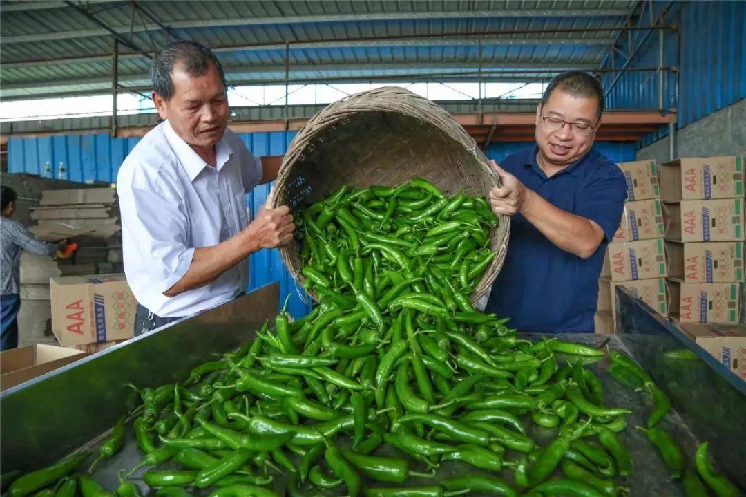 佛山肉菜市场招商盛启，繁荣背后的故事探秘