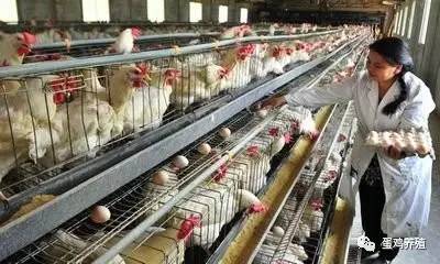 时代进步与养殖业革新，最新三层鸡舍设计图揭秘